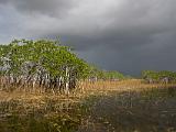 C Everglades 056 : Everglades